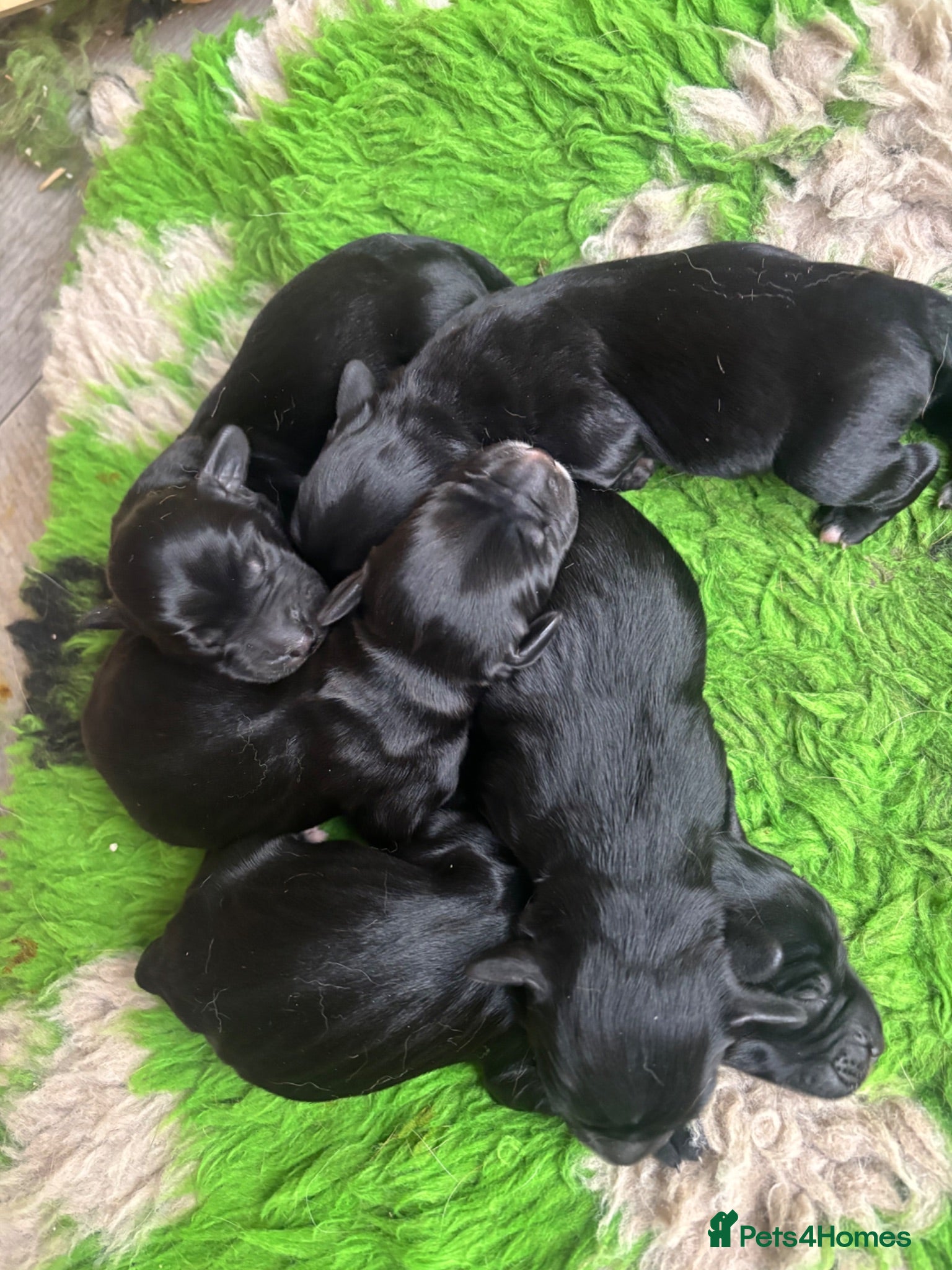 Springador dogs Lovely springerdor puppies  - Advert 1