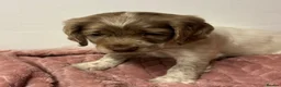 Cocker Spaniel dogs for sale: Cocker spaniel pups  - Advert 4