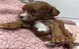 Cavapoo dogs for sale: Amazing quality cavapo litter  - Advert 20