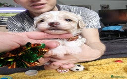 Maltipoo dogs for sale: F2 Mini Maltipoo,Toy size 4 boys - Image 14