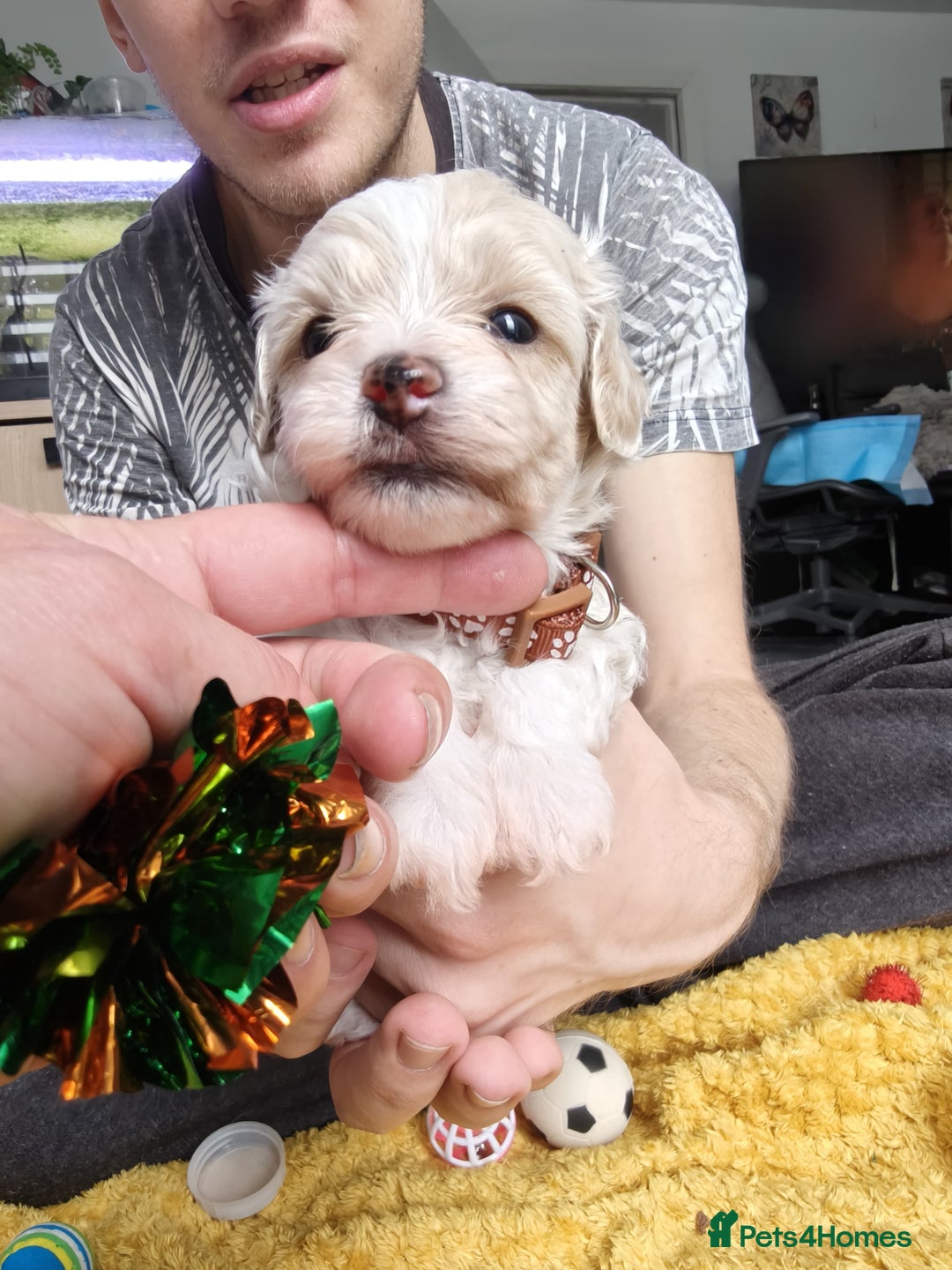 Maltipoo dogs for sale: F2 Mini Maltipoo,Toy size 4 boys - Image 14