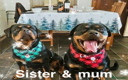 Rottweiler dogs for sale: 🏆(Kc)Champion bloodline Rottweiler puppies. - Image 9