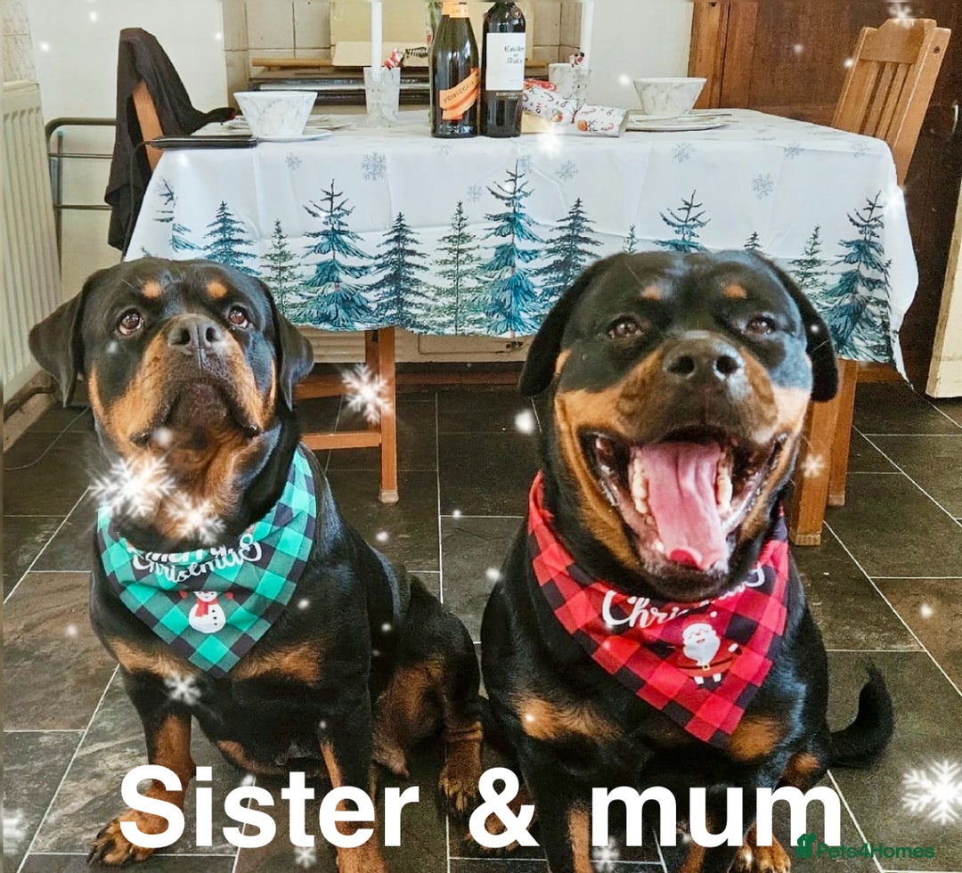 Rottweiler dogs for sale: 🏆(Kc)Champion bloodline Rottweiler puppies. - Image 9