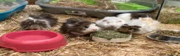 Guinea Pig rodents for sale: 10 week old male guinea pigs in Torrington - Advert 25