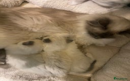 Ragdoll cats for sale: Ragdoll boy  - Image 3