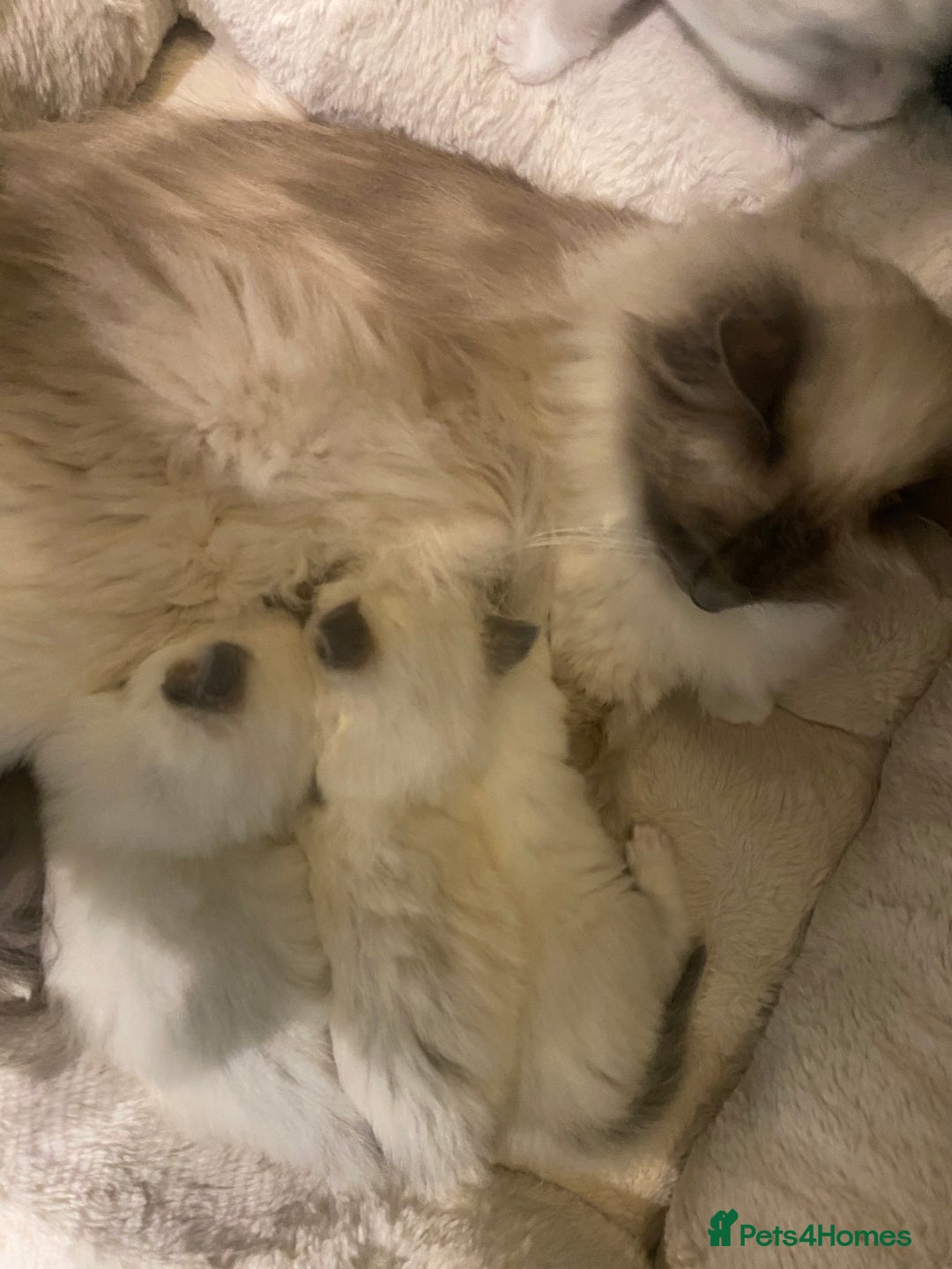 Ragdoll cats for sale: Ragdoll boy  - Image 3