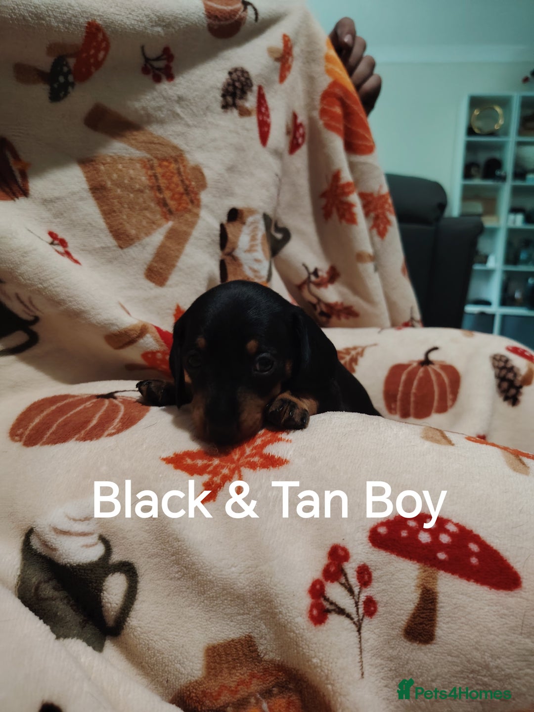 Miniature Dachshund dogs for sale: KC Register miniature dachshunds smooth coat - Image 6