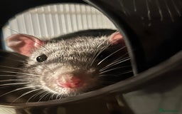 Rat rodents for sale: 3 males rats and cage  - Image 8