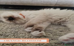 Munchkin cats for sale: Munchkin kittens - Image 10