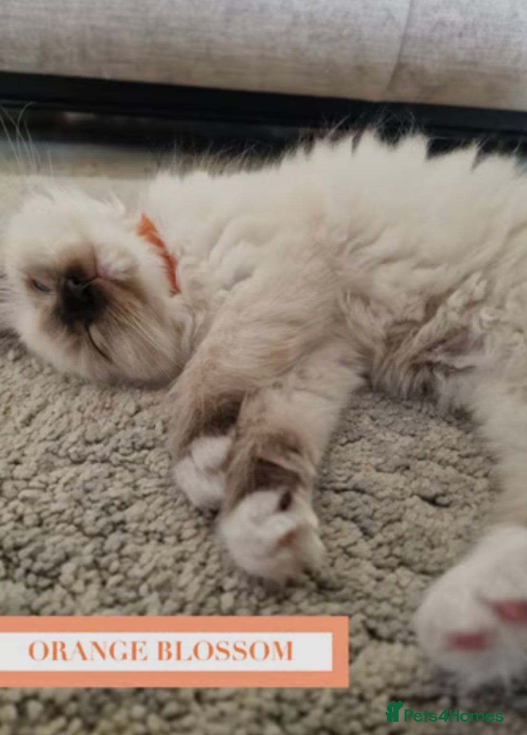 Munchkin cats for sale: Munchkin kittens - Image 10