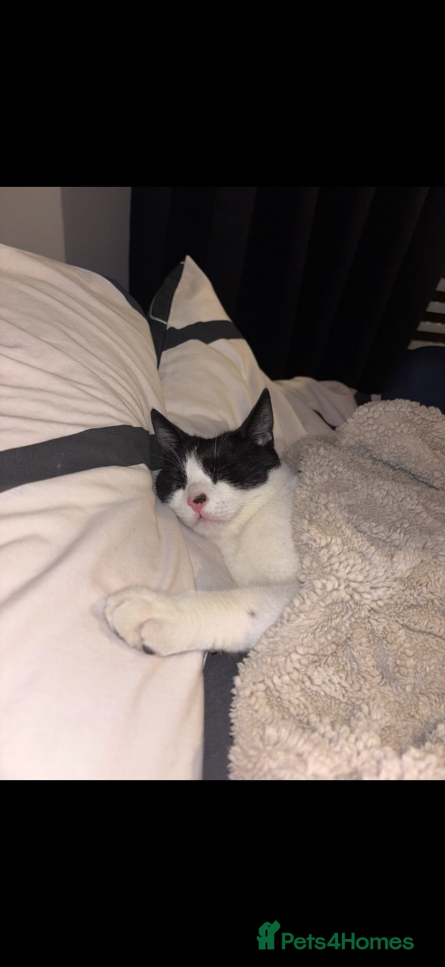 Mixed Breed cats Male cat 1 year old - Advert 1