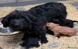 Labradoodle dogs for sale: Gorgeous f1b Labradoodle Puppies KC Parents - Advert 10