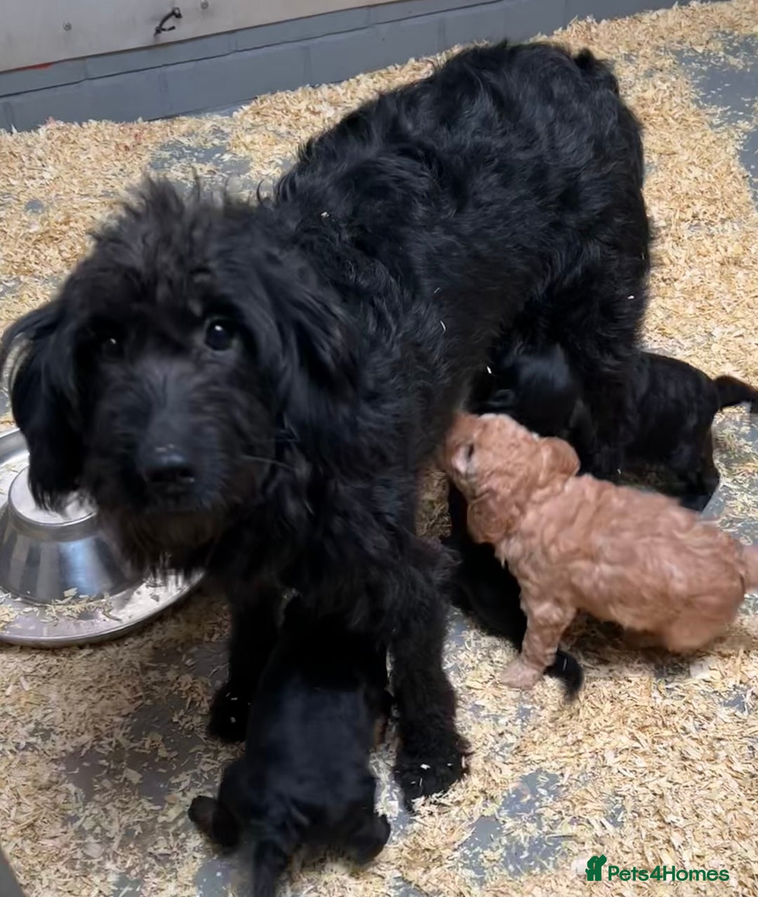 Labradoodle dogs for sale: Gorgeous f1b Labradoodle Puppies KC Parents - Advert 10