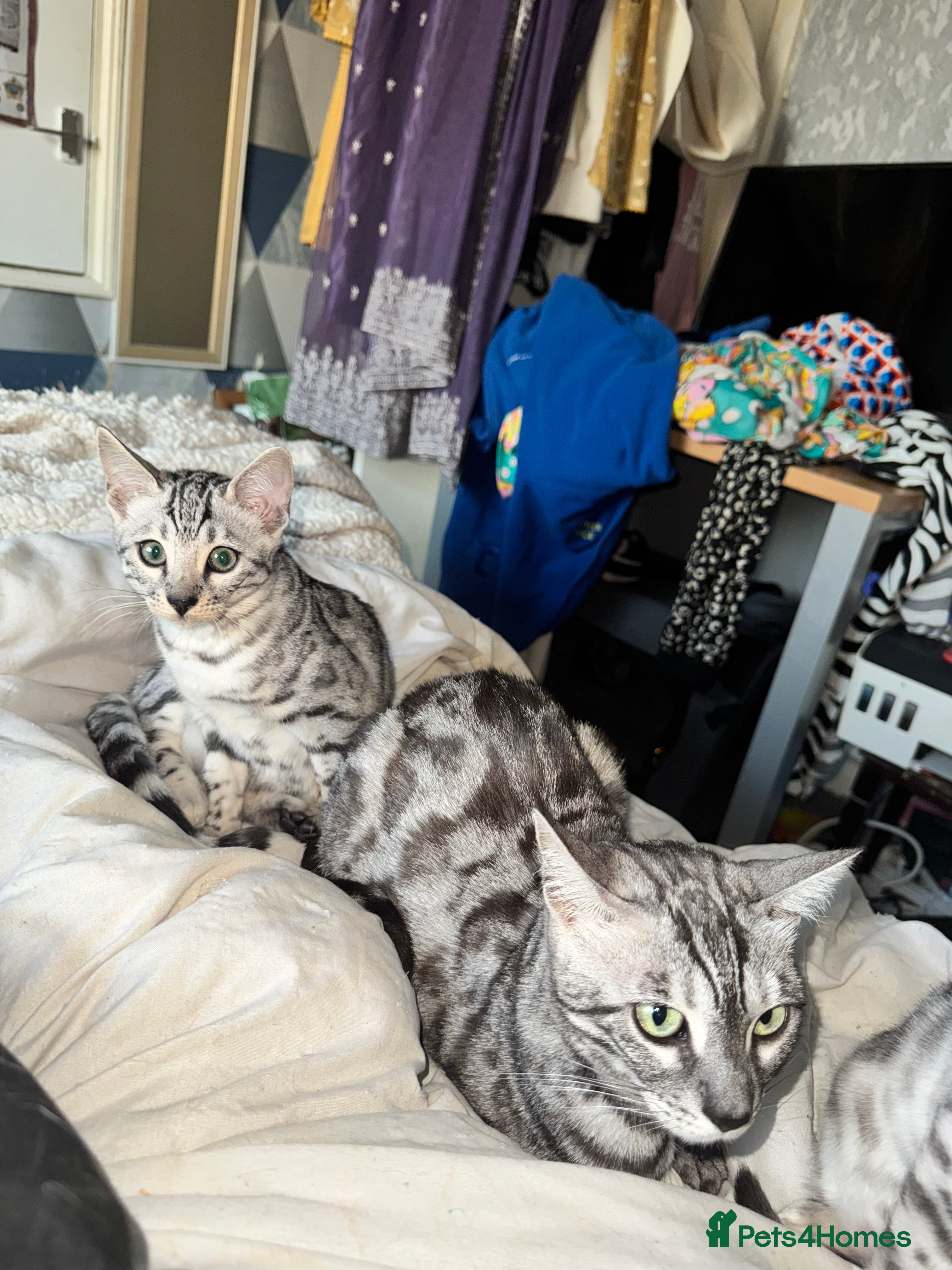 Bengal cats Tica registered beautiful kittens - Advert 12