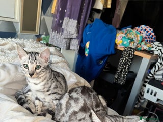 Bengal cats Tica registered beautiful kittens - Advert 2