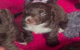 Cocker Spaniel dogs for sale:   KC Registered cocker spaniel 🐾🐾🐾🐾🐾🐾🐾🐾 - Image 6