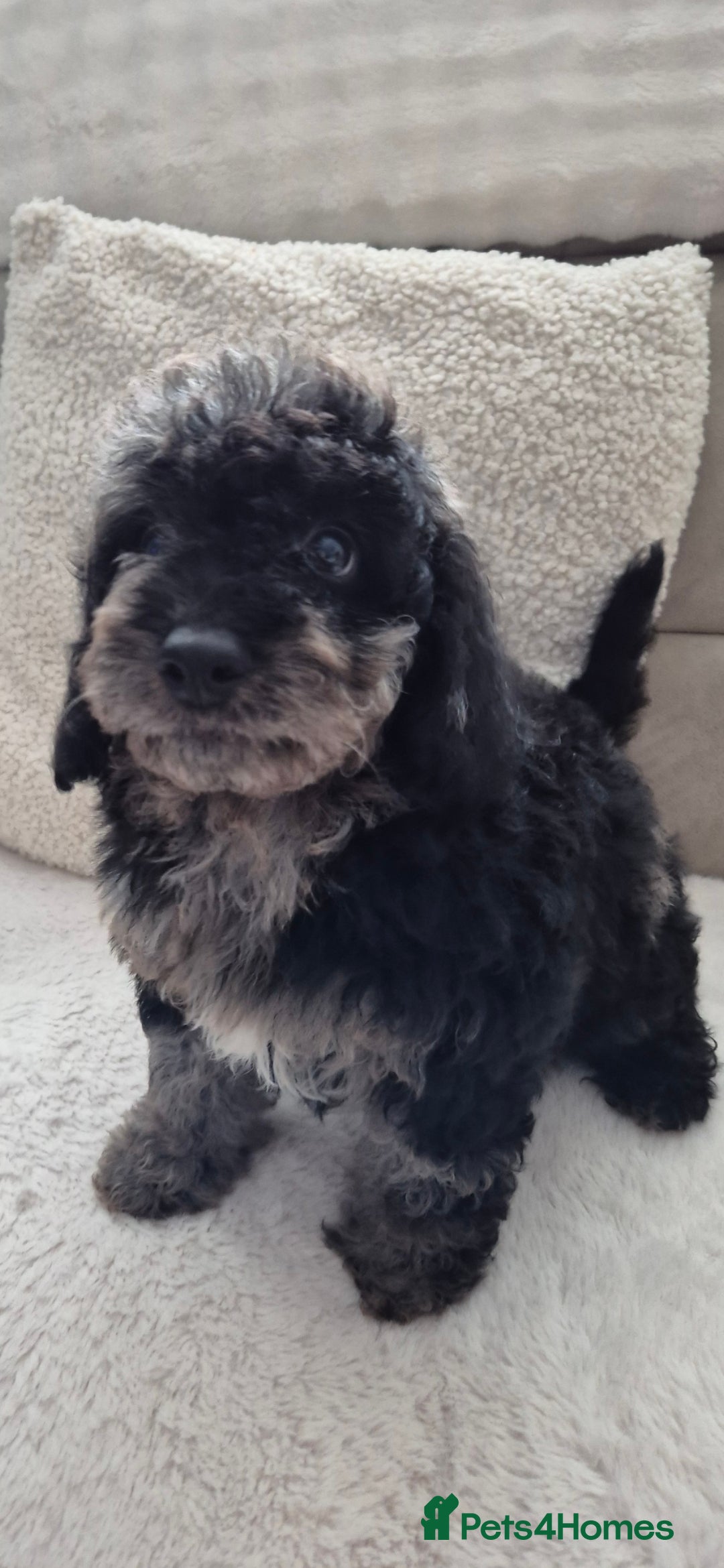 Cockapoo dogs for sale: COCKAPOOS READY FOR THERE NEW    HOMES  - Image 8