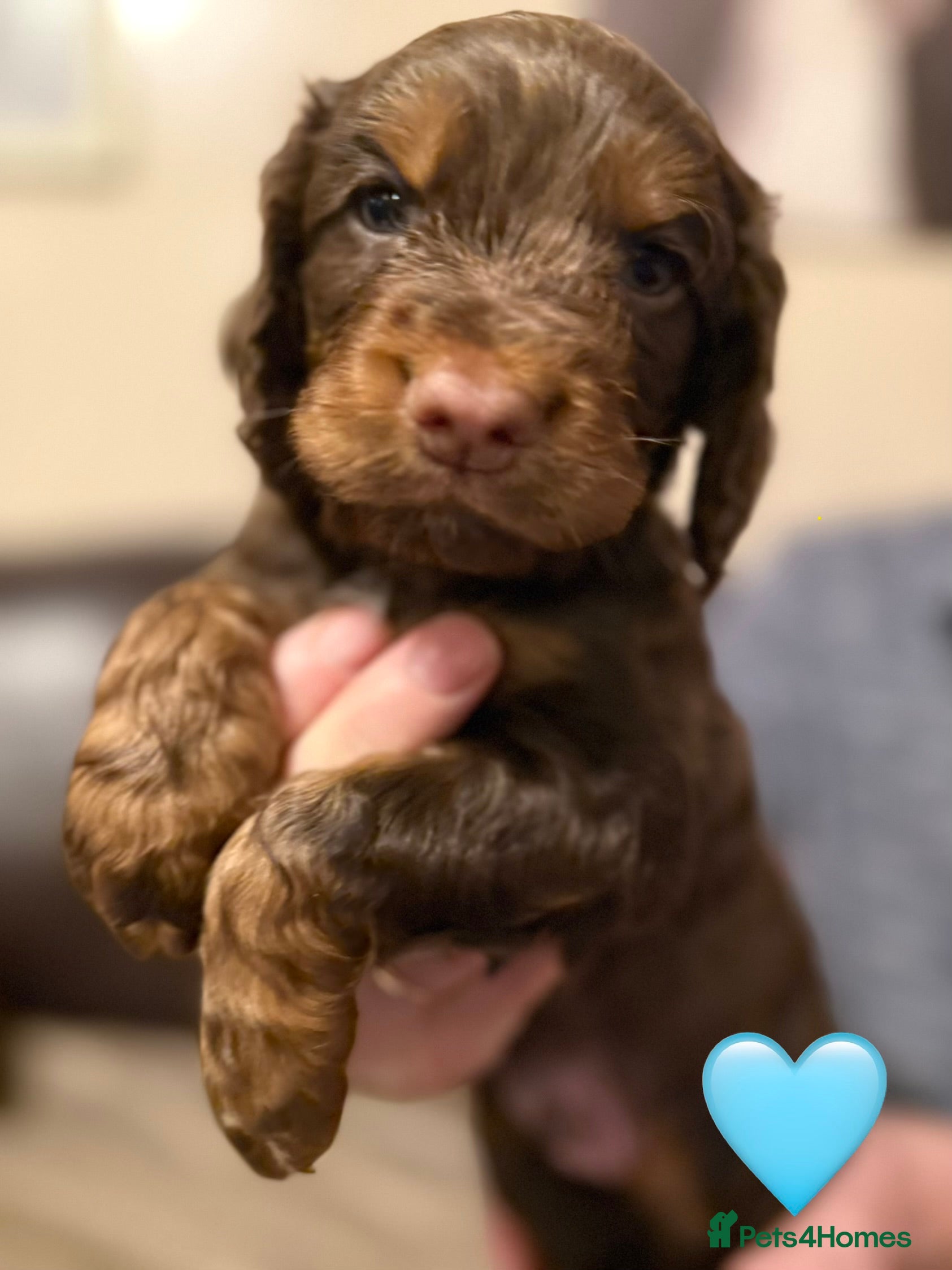 Cocker Spaniel dogs ✨ Chocolate & Tan Cocker Spaniel Puppies ✨ - Advert 7