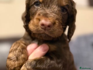 Cocker Spaniel dogs ✨ Chocolate & Tan Cocker Spaniel Puppies ✨ - Advert 1
