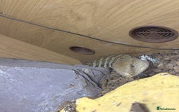 Skink reptiles for sale: Blue tongue skink for sale - Image 4