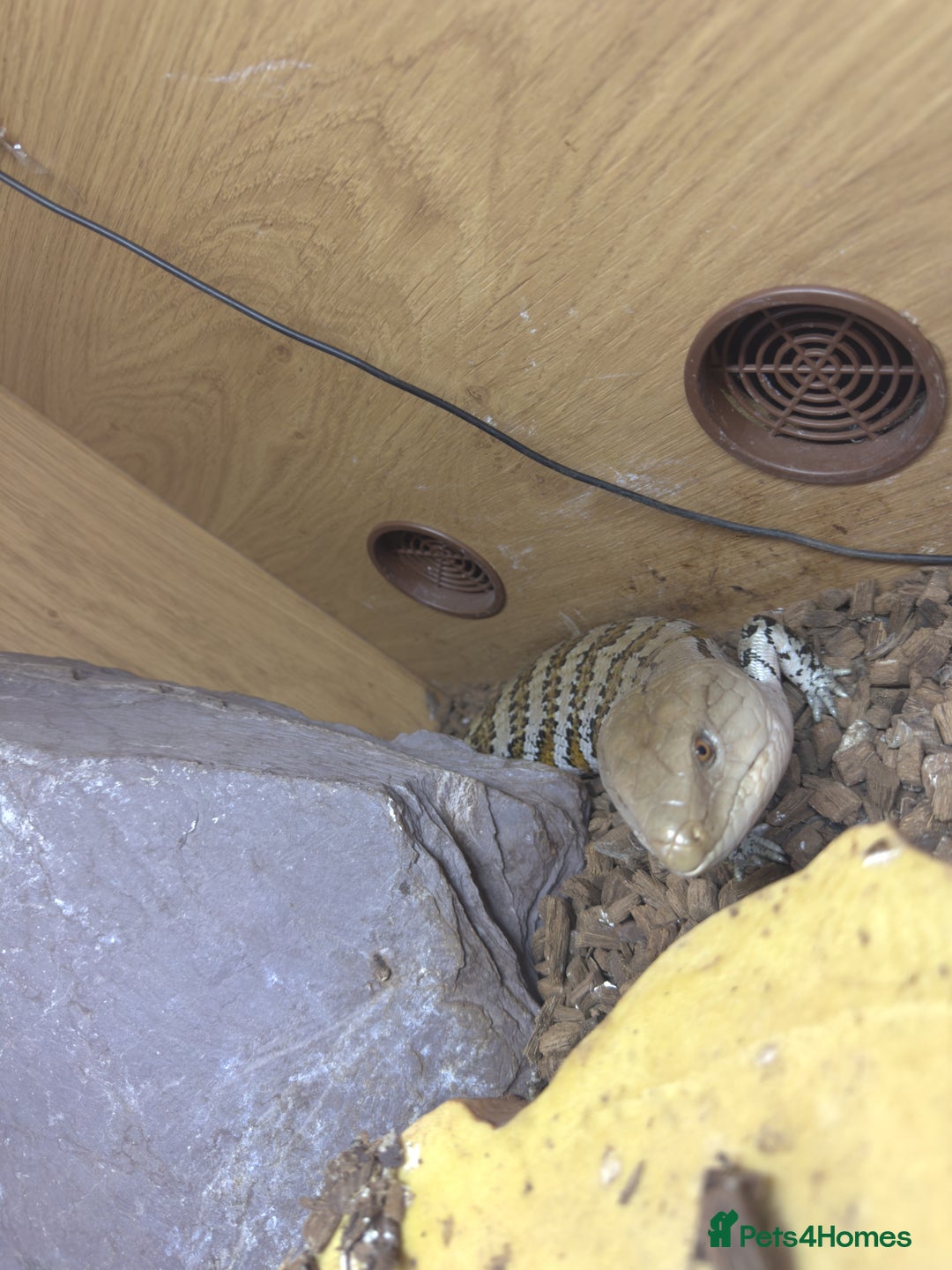 Skink reptiles for sale: Blue tongue skink for sale - Image 4