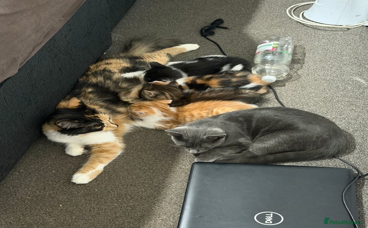 British Shorthair cats - Advert 7