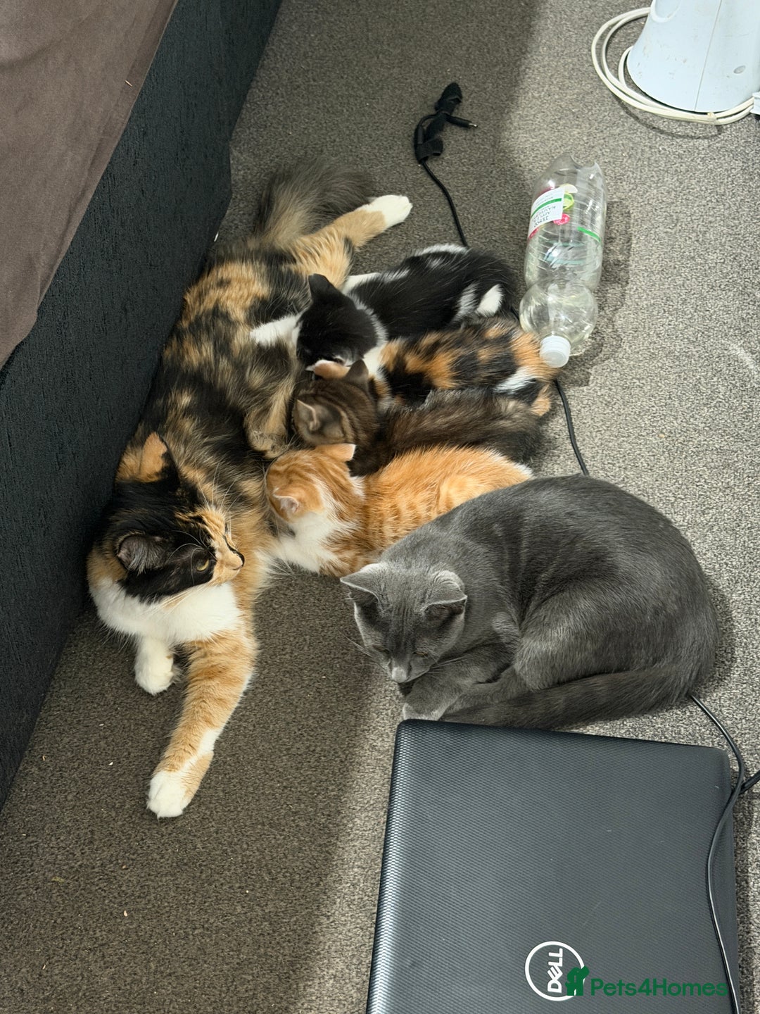 British Shorthair cats for sale: 4 kittens for sale - Image 1