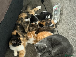 British Shorthair cats for sale - Advert 1