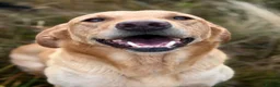 Labrador Retriever dogs for sale: SHAEDS OF YELLOW TO FOXRED - Advert 20