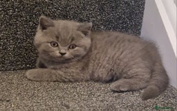British Shorthair cats for sale: British Blues 🐻💙 - Image 3
