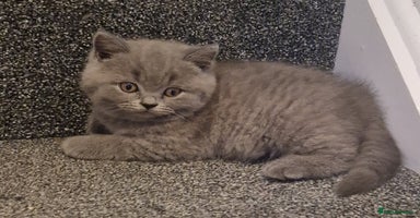 British Shorthair cats - Advert 13