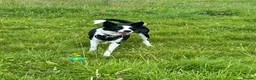 Border Collie dogs for sale: New Home needed ASAP - Advert 6