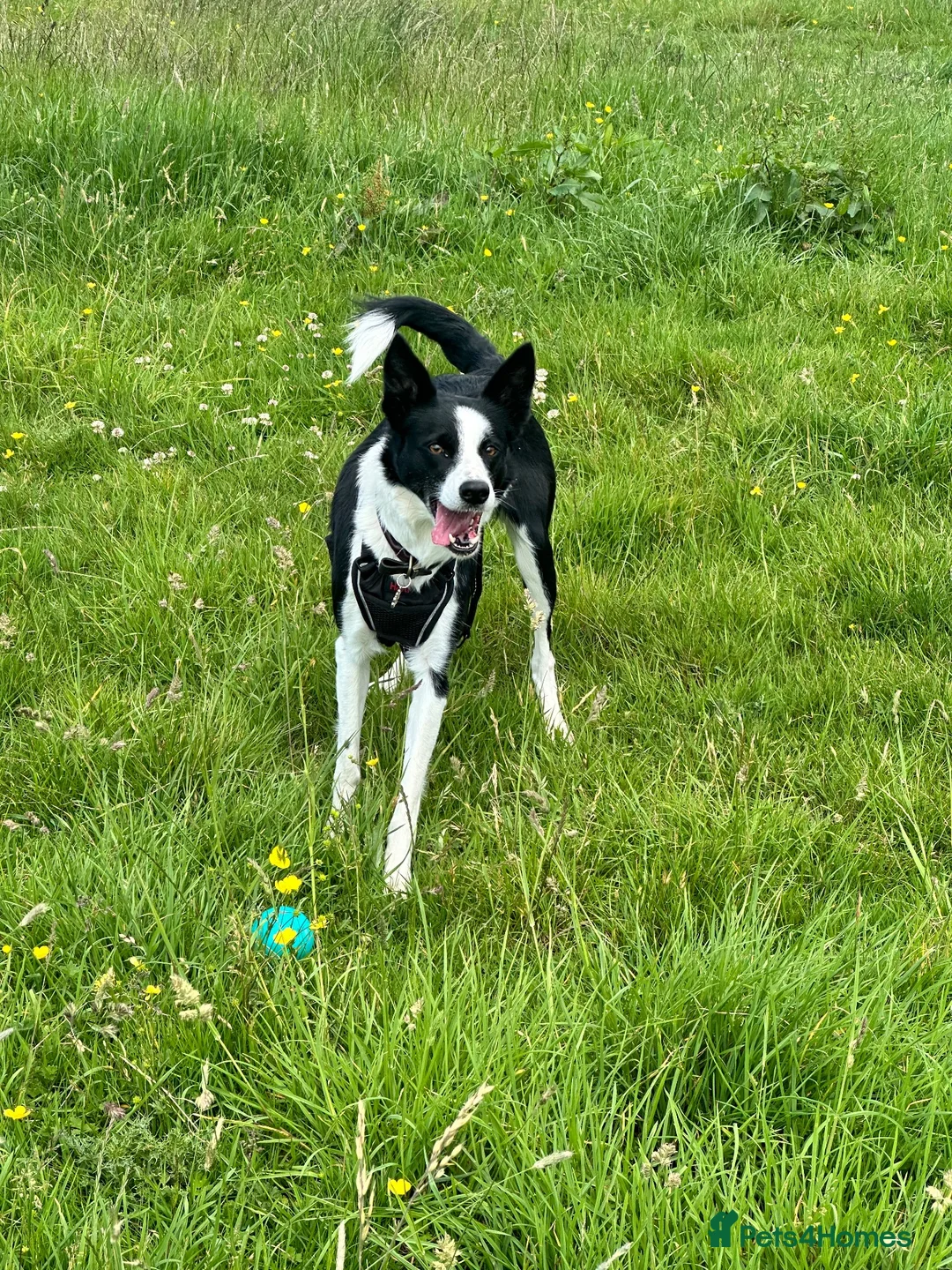 Border Collie dogs for sale: New Home needed ASAP - Advert 6