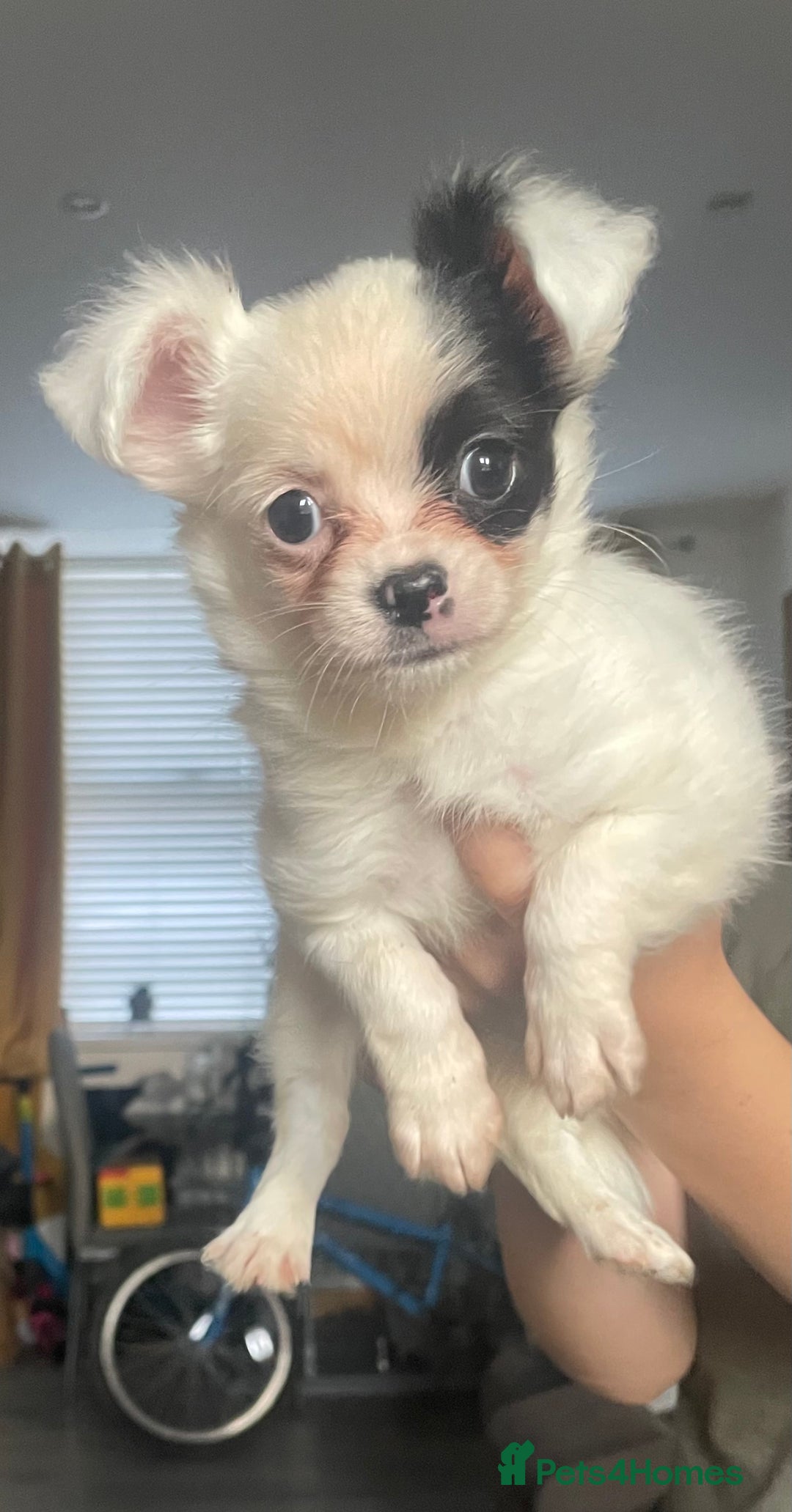 Chihuahua dogs for sale: Chihuahua female puppies - Image 14