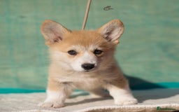 Welsh Corgi Pembroke dogs for sale: Welsh Corgi Pembroke Puppies with Pedigree! - Image 10