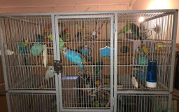 Budgerigars birds for sale: Budgies For Sale. - Image 2