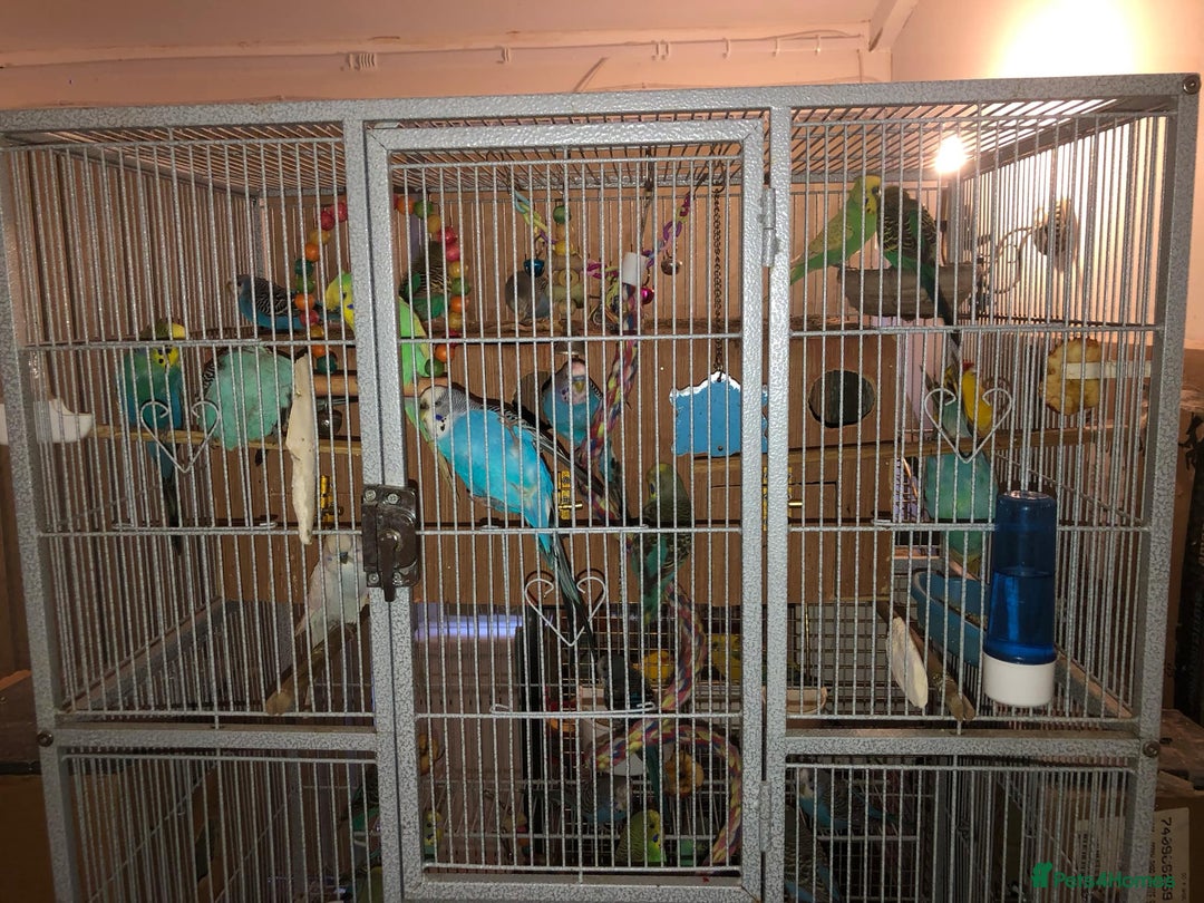 Budgerigars birds for sale: Budgies For Sale. - Image 2