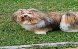Havanese dogs for sale: Stunning KC Registered Havenese babies available.  - Image 20