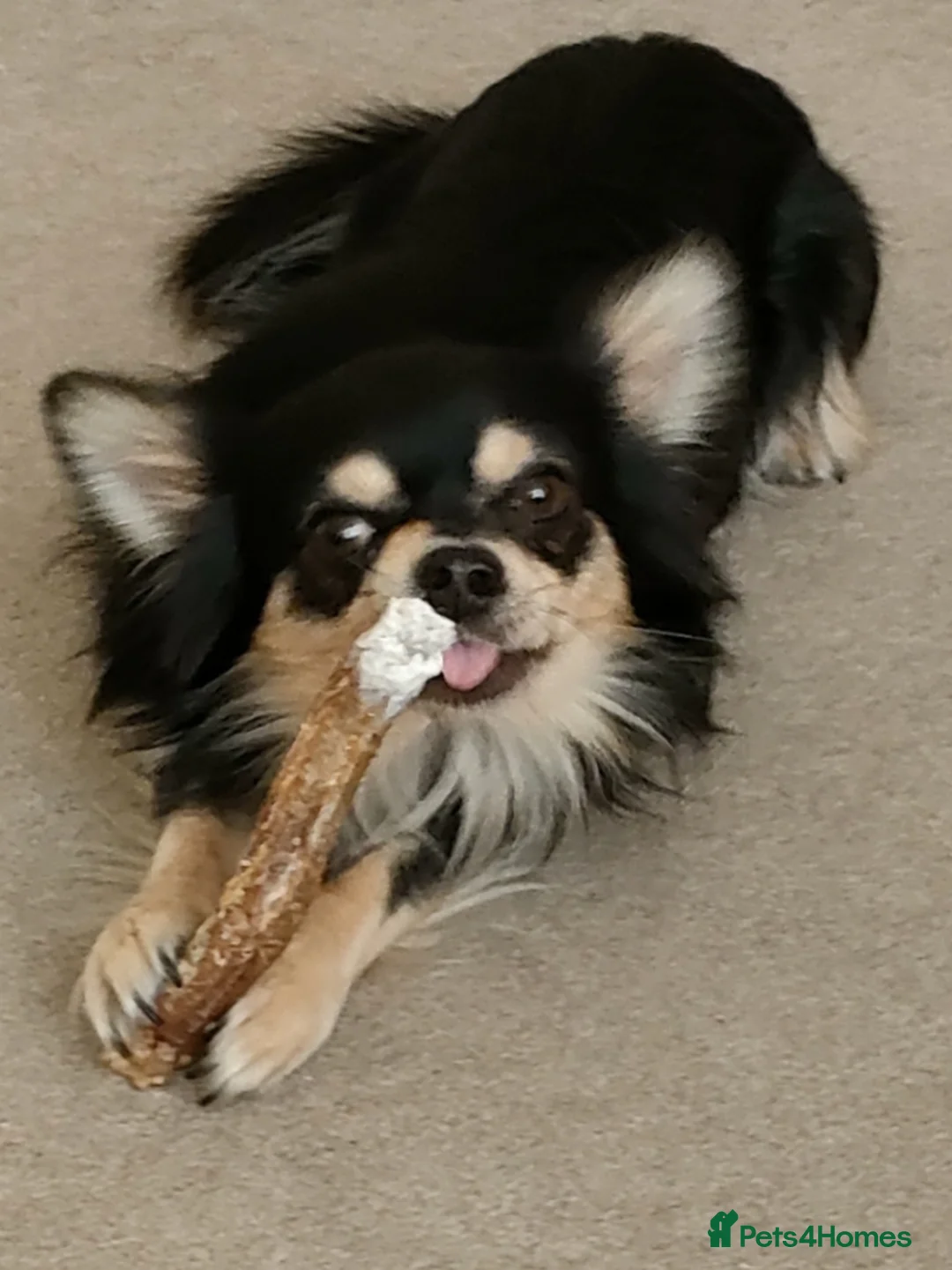 Chihuahua dogs for stud: Stud long haired Chihuahua  - Advert 9