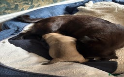 Pug dogs for sale: Fawn male pug - Image 5