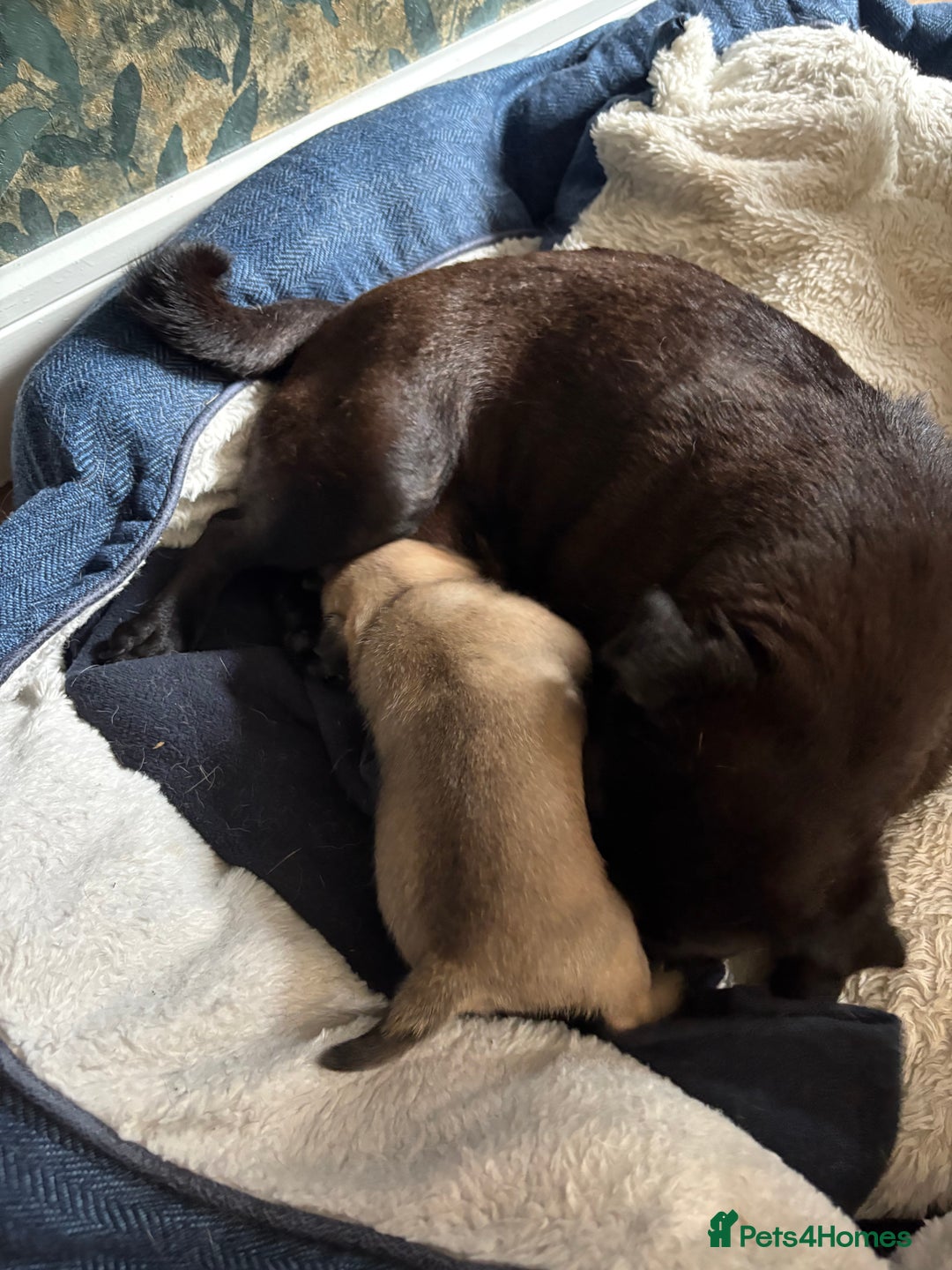Pug dogs for sale: Fawn male pug - Image 5