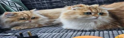 British Longhair cats for sale: British Longhaired Cats and Scottish Fold Cats in London - Advert 18