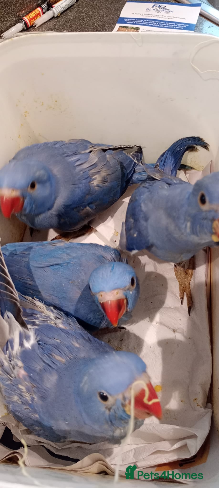 Ringnecks birds Hand-Reared Baby. R Ringnecks  for Sale  - Advert 1