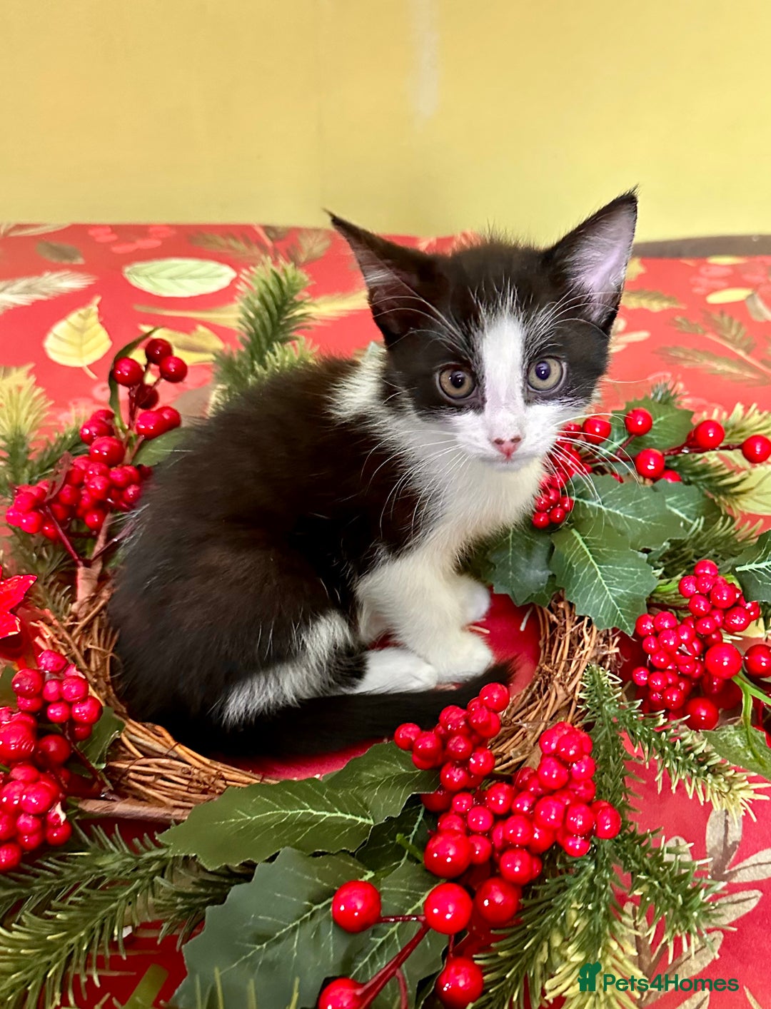 Mixed Breed cats for sale: Kittens from half Siamese mum - Advert 32