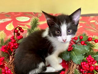 Mixed Breed cats Kittens from 1/2 Siamese Mum - Advert 1