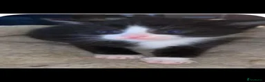 Mixed Breed Kitten 1