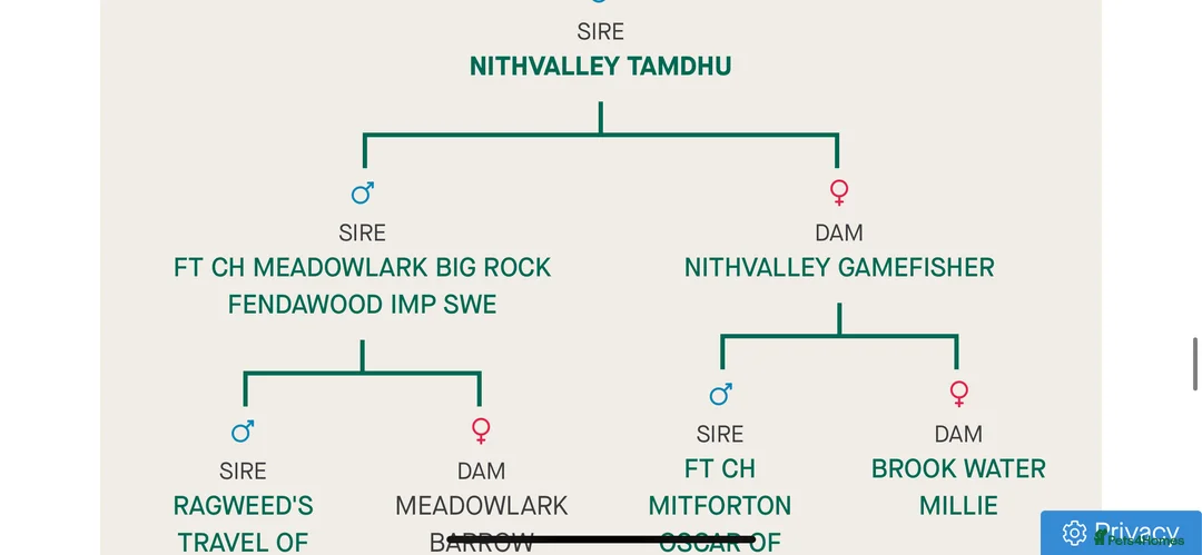 Labrador Retriever dogs for stud: KC & FULLY HEALTH TESTED DOG  in Holmfirth - Advert 4