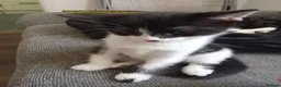 Mixed Breed cats for sale: Two Adorable 8-Week-Old Kittens –Barnet, London 🐾 in London - Advert 1