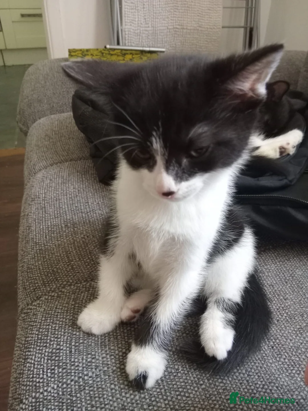 Mixed Breed cats for sale: Two Adorable 8-Week-Old Kittens –Barnet, London 🐾 in London - Advert 1
