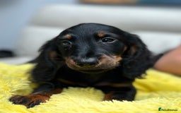 Dachshund dogs for sale: Mini Dachshund Longhaired - Image 3
